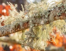 lichen-walk-byGerryBeetham-12Feb2022-01
