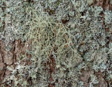 lichen-walk-byGerryBeetham-12Feb2022-04