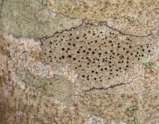 lichen-walk-byGerryBeetham-12Feb2022-12