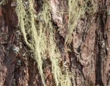 lichen-walk-byGerryBeetham-12Feb2022-26