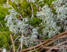 lichen-walk-byGerryBeetham-12Feb2022-29