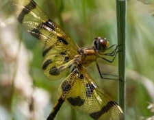 halloween-pennant-by-Gerry-Beetham-12July2022_tn