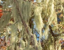 lichen-walk-by-Gerry-Beetham-13Nov2021-17
