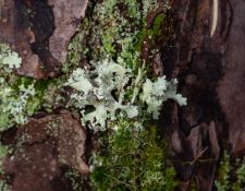 lichen-walk-by-Gerry-Beetham-13Nov2021-43