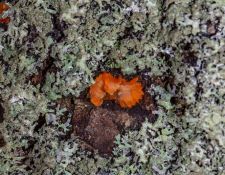 lichen-walk-by-Gerry-Beetham-13Nov2021-46