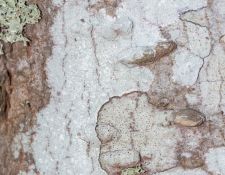 lichen-walk-by-Gerry-Beetham-13Nov2021-52