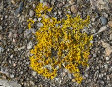 lichen-walk-by-Gerry-Beetham-13Nov2021-61