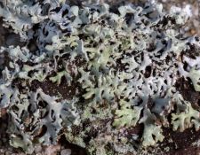 lichen-walk-by-Gerry-Beetham-13Nov2021-64