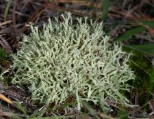 lichen-walk-by-Gerry-Beetham-13Nov2021-65