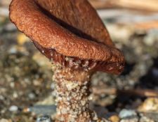 lichen-walk-by-Gerry-Beetham-13Nov2021-73