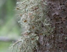 17-June-2022-Hikin-for-Lichens-by-Gerry-Beetham_21