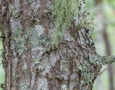17-June-2022-Hikin-for-Lichens-by-Gerry-Beetham_31