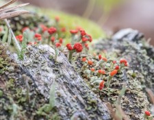 17-June-2022-Hikin-for-Lichens-by-Gerry-Beetham_52