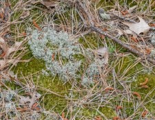 17-June-2022-Hikin-for-Lichens-by-Gerry-Beetham_60