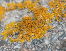 17-June-2022-Hikin-for-Lichens-by-Gerry-Beetham_67