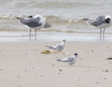 2-August-2022-Red-River-Beach-Birding-Walk-by-Gerry-Beetham_20