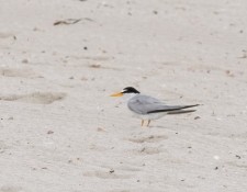 2-August-2022-Red-River-Beach-Birding-Walk-by-Gerry-Beetham_36