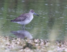 23-August-2022-Red-River-Birding-by-Gerry-Beetham_20