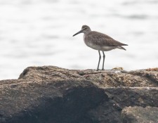 23-August-2022-Red-River-Birding-by-Gerry-Beetham_27