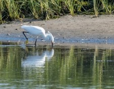 28-July-2022-Red-River-Beach-Birding-Walk-by-Gerry-Beetham_22