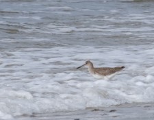 30-August-2022-Red-River-Beach-Birding-by-Gerry-Beetham_24