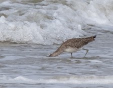 30-August-2022-Red-River-Beach-Birding-by-Gerry-Beetham_25