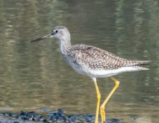 30-August-2022-Red-River-Beach-Birding-by-Gerry-Beetham_29