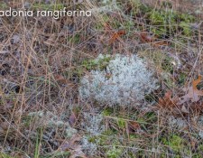 Cladonia-rangiferina-2_Web-Gallery