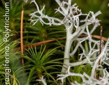 Cladonia-rangiferina-Polytrichum-commune_Web-Gallery