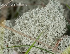 Cladonia-stellaris_Web-Gallery