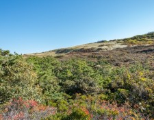 Pamet-Dunes-and-Bearberry-Hill-9-Oct-2022-by-Gerry-Beetham_17