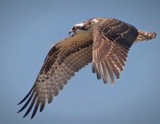 Wingspan-of-Young-Osprey