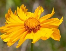 MCH-coreopsis-by-Gerry-Beetham-23June2020_opt