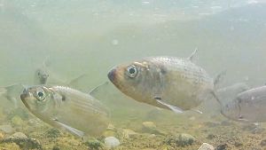 River herring swim upstream by Gerry Beetham