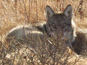 Coyote_by_Tami_Fulcher_opt