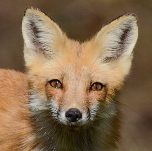 Fox portrait by Sarah E Devlin