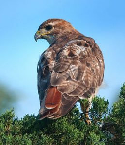 Redtail Hawk on Cedar by Janet Dimattia