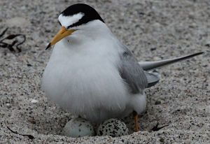 least-tern-on-eggs-by-peter-trull_opt