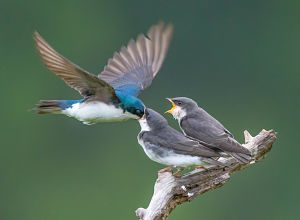 Tree swallow parent on a fly by feeding - photo by Sarah E. Devlin Photography